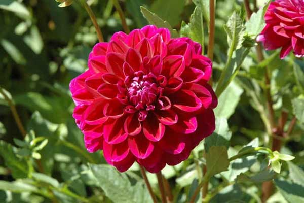 2 tuần tới, 3 con giáp đón thử thách, mở cơ hội, kiên trì ắt thành công, tiền về đầy túi-3