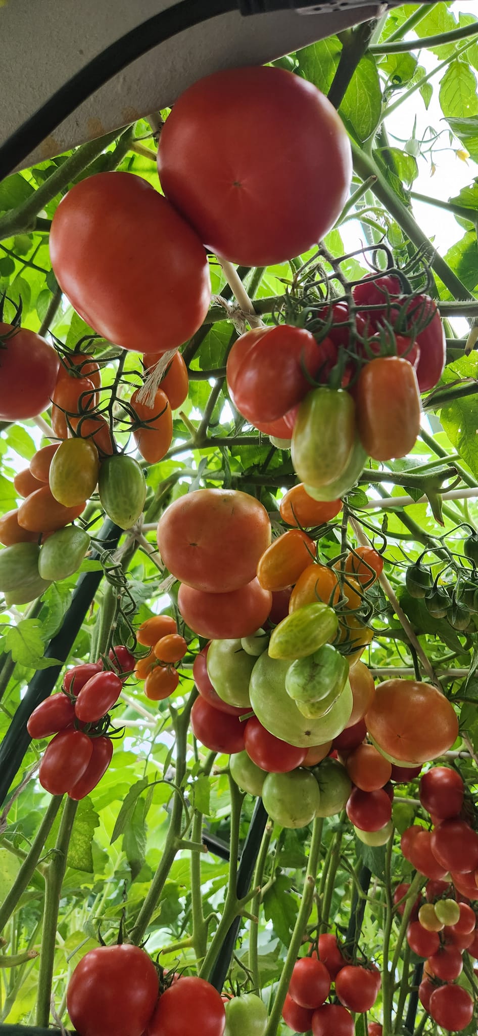 Mẹ đảm mê trồng cây sân thượng: Rau củ ăn quanh năm không hết phải mang tặng, vườn đẹp đến nỗi đồng nghiệp lẫn học sinh mầm non đến check-in-2