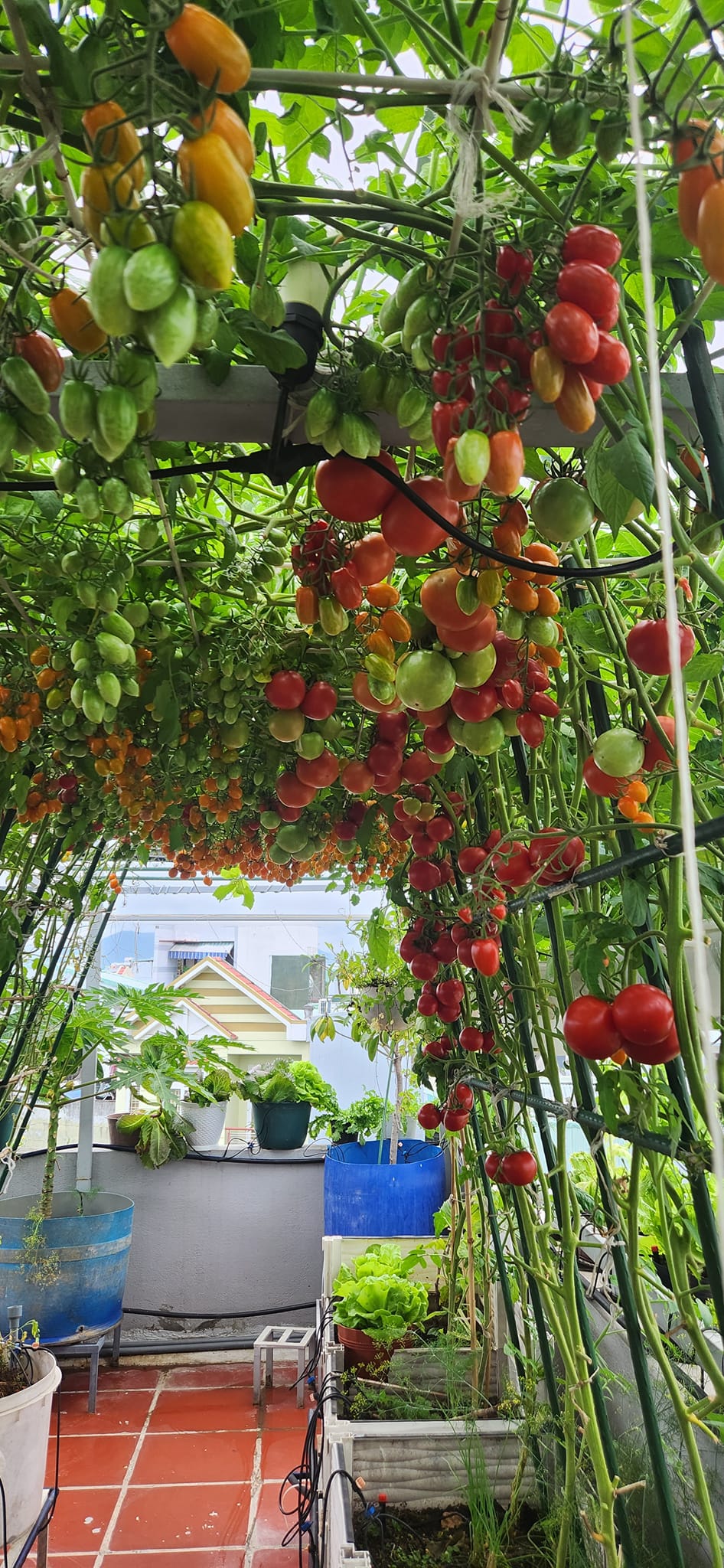 Mẹ đảm mê trồng cây sân thượng: Rau củ ăn quanh năm không hết phải mang tặng, vườn đẹp đến nỗi đồng nghiệp lẫn học sinh mầm non đến check-in-4
