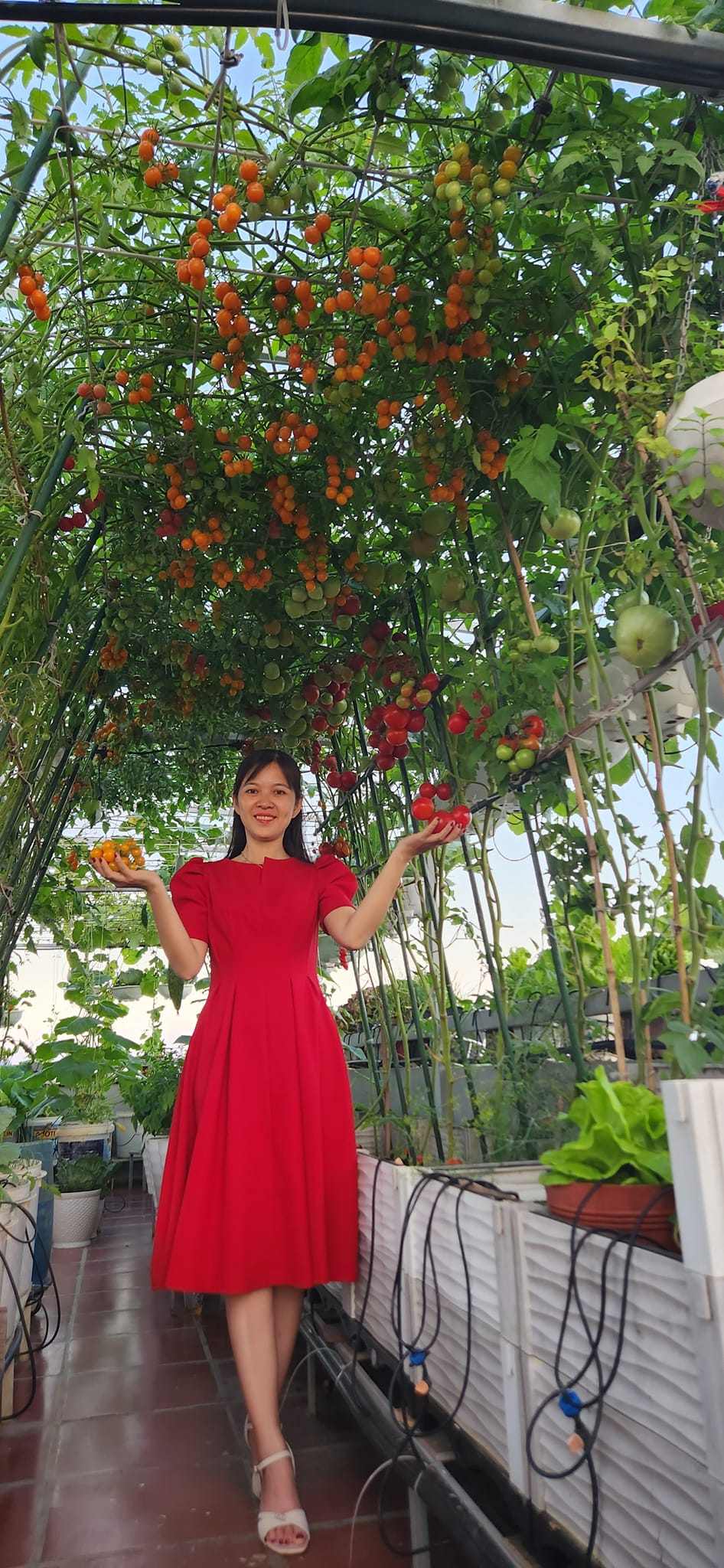 Mẹ đảm mê trồng cây sân thượng: Rau củ ăn quanh năm không hết phải mang tặng, vườn đẹp đến nỗi đồng nghiệp lẫn học sinh mầm non đến check-in-5