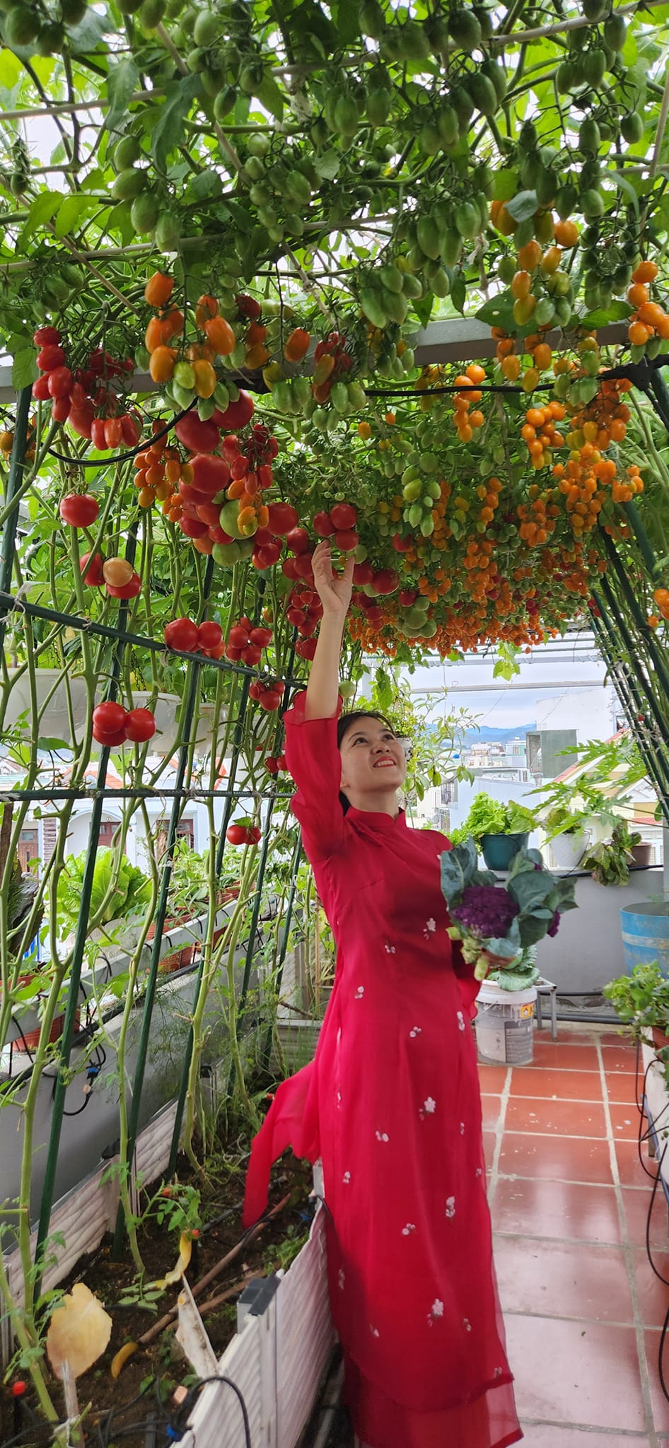 Mẹ đảm mê trồng cây sân thượng: Rau củ ăn quanh năm không hết phải mang tặng, vườn đẹp đến nỗi đồng nghiệp lẫn học sinh mầm non đến check-in-6