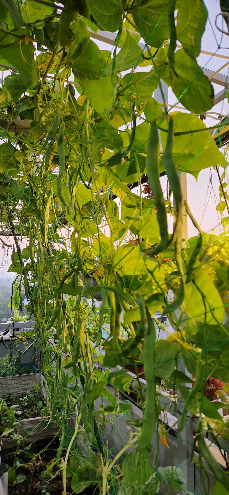 Mẹ đảm mê trồng cây sân thượng: Rau củ ăn quanh năm không hết phải mang tặng, vườn đẹp đến nỗi đồng nghiệp lẫn học sinh mầm non đến check-in-7