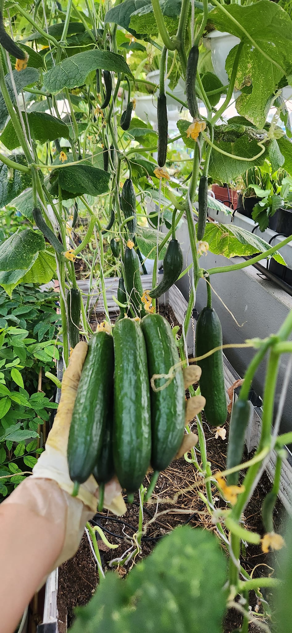 Mẹ đảm mê trồng cây sân thượng: Rau củ ăn quanh năm không hết phải mang tặng, vườn đẹp đến nỗi đồng nghiệp lẫn học sinh mầm non đến check-in-8