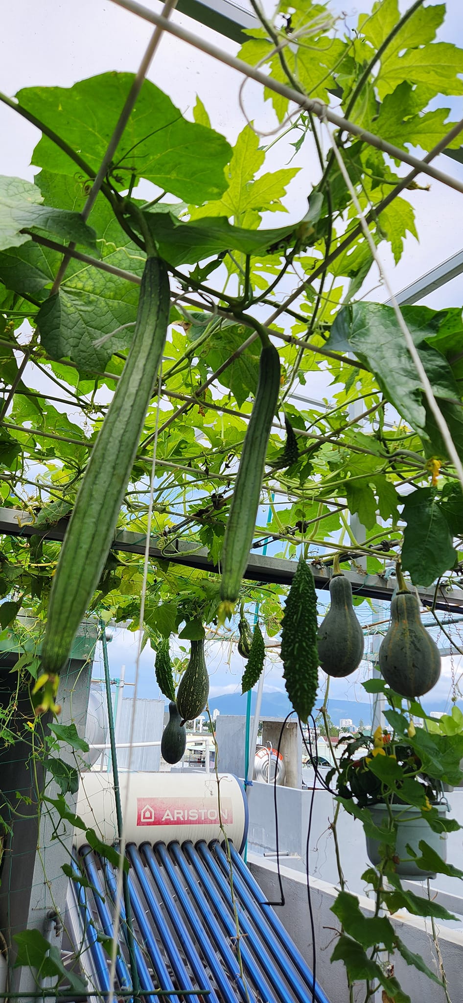 Mẹ đảm mê trồng cây sân thượng: Rau củ ăn quanh năm không hết phải mang tặng, vườn đẹp đến nỗi đồng nghiệp lẫn học sinh mầm non đến check-in-9