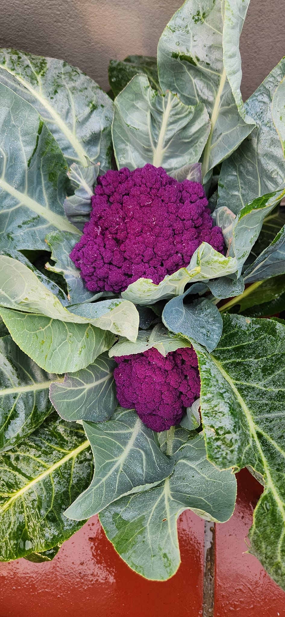 Mẹ đảm mê trồng cây sân thượng: Rau củ ăn quanh năm không hết phải mang tặng, vườn đẹp đến nỗi đồng nghiệp lẫn học sinh mầm non đến check-in-10