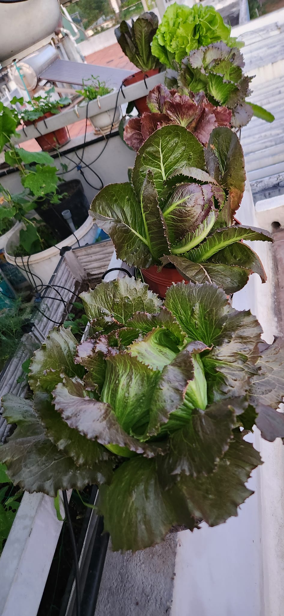 Mẹ đảm mê trồng cây sân thượng: Rau củ ăn quanh năm không hết phải mang tặng, vườn đẹp đến nỗi đồng nghiệp lẫn học sinh mầm non đến check-in-13