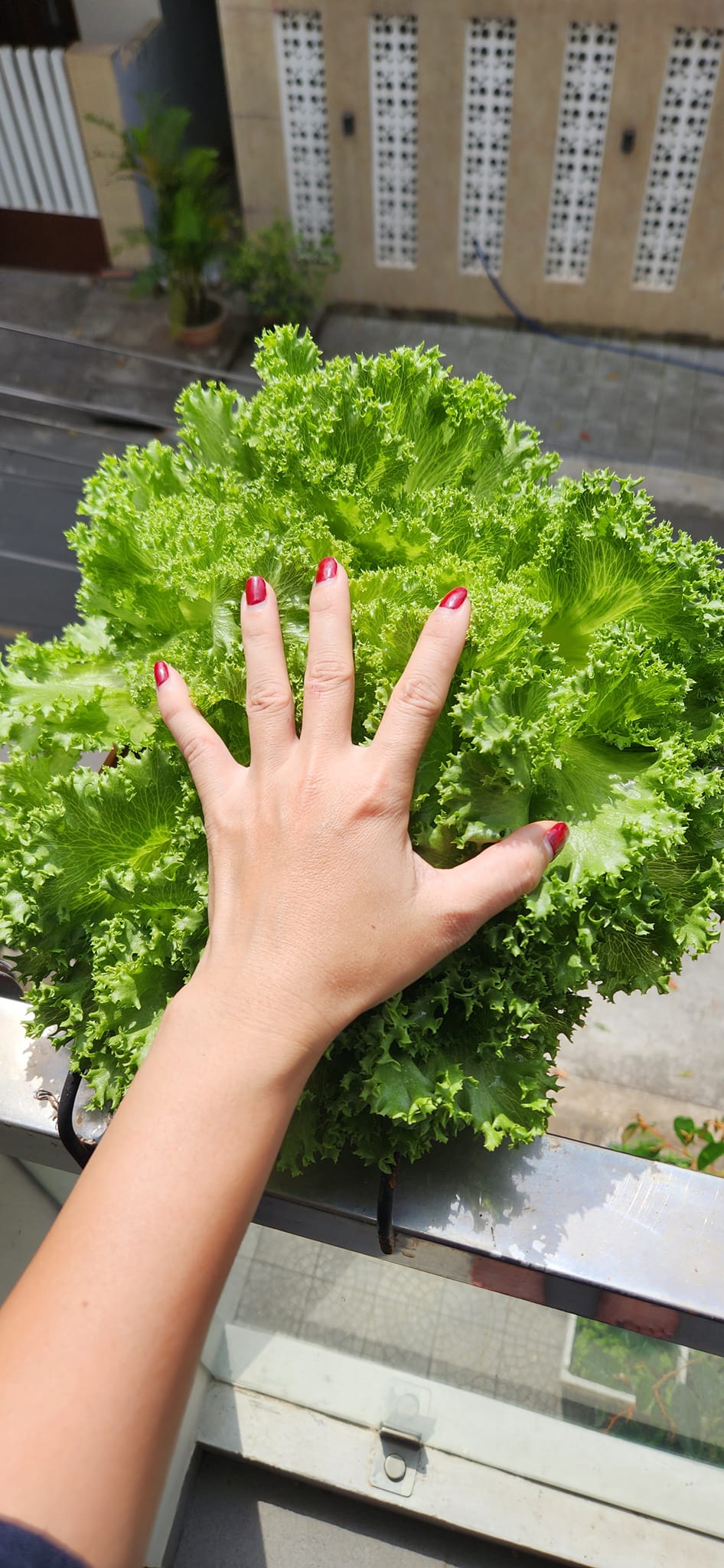 Mẹ đảm mê trồng cây sân thượng: Rau củ ăn quanh năm không hết phải mang tặng, vườn đẹp đến nỗi đồng nghiệp lẫn học sinh mầm non đến check-in-14