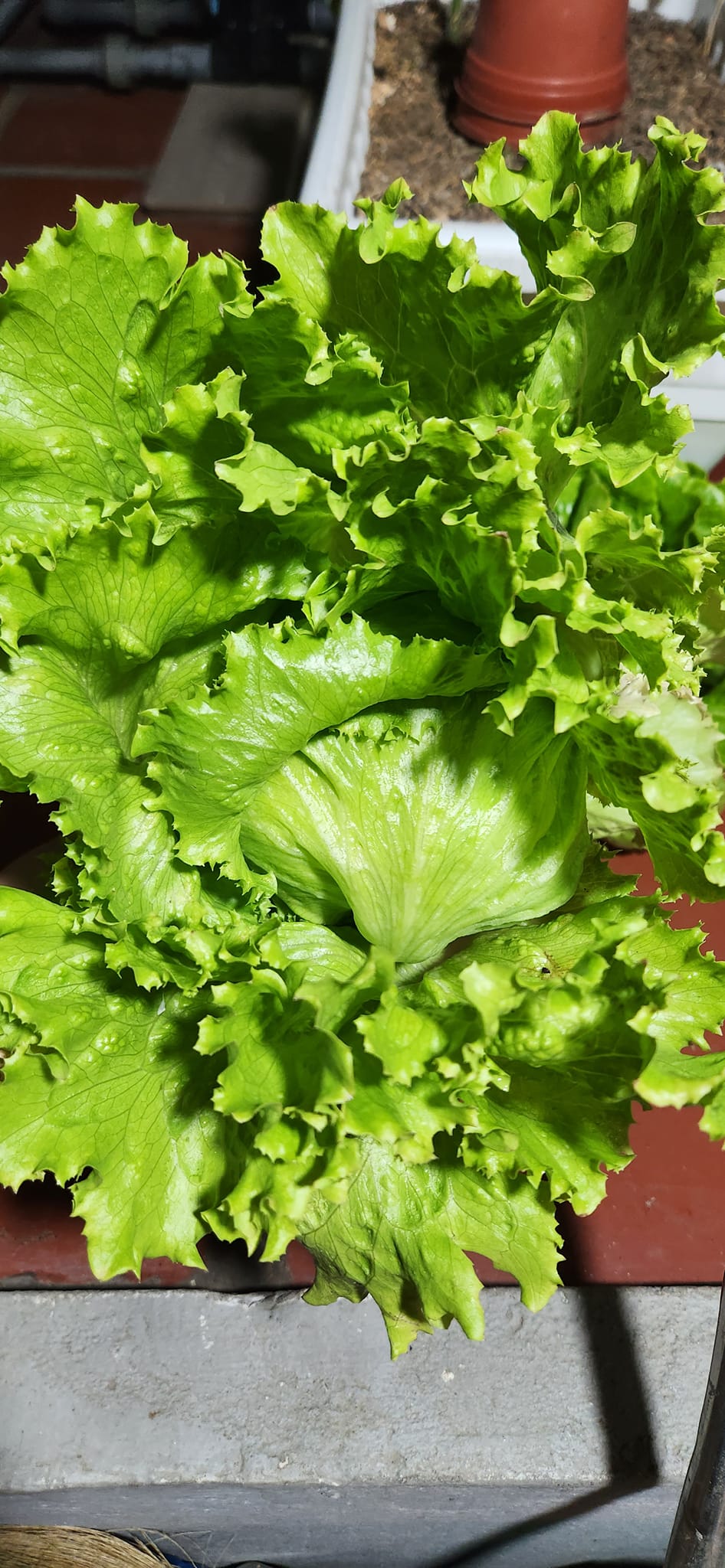 Mẹ đảm mê trồng cây sân thượng: Rau củ ăn quanh năm không hết phải mang tặng, vườn đẹp đến nỗi đồng nghiệp lẫn học sinh mầm non đến check-in-15