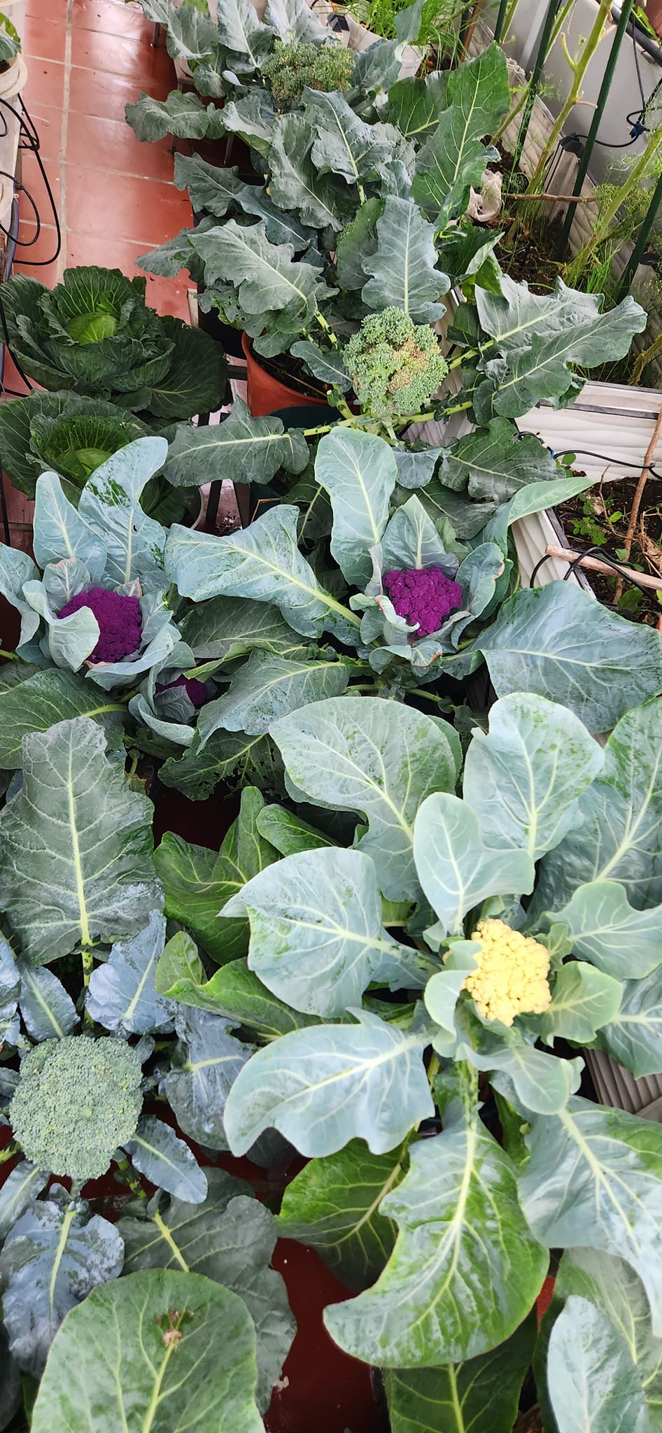 Mẹ đảm mê trồng cây sân thượng: Rau củ ăn quanh năm không hết phải mang tặng, vườn đẹp đến nỗi đồng nghiệp lẫn học sinh mầm non đến check-in-16