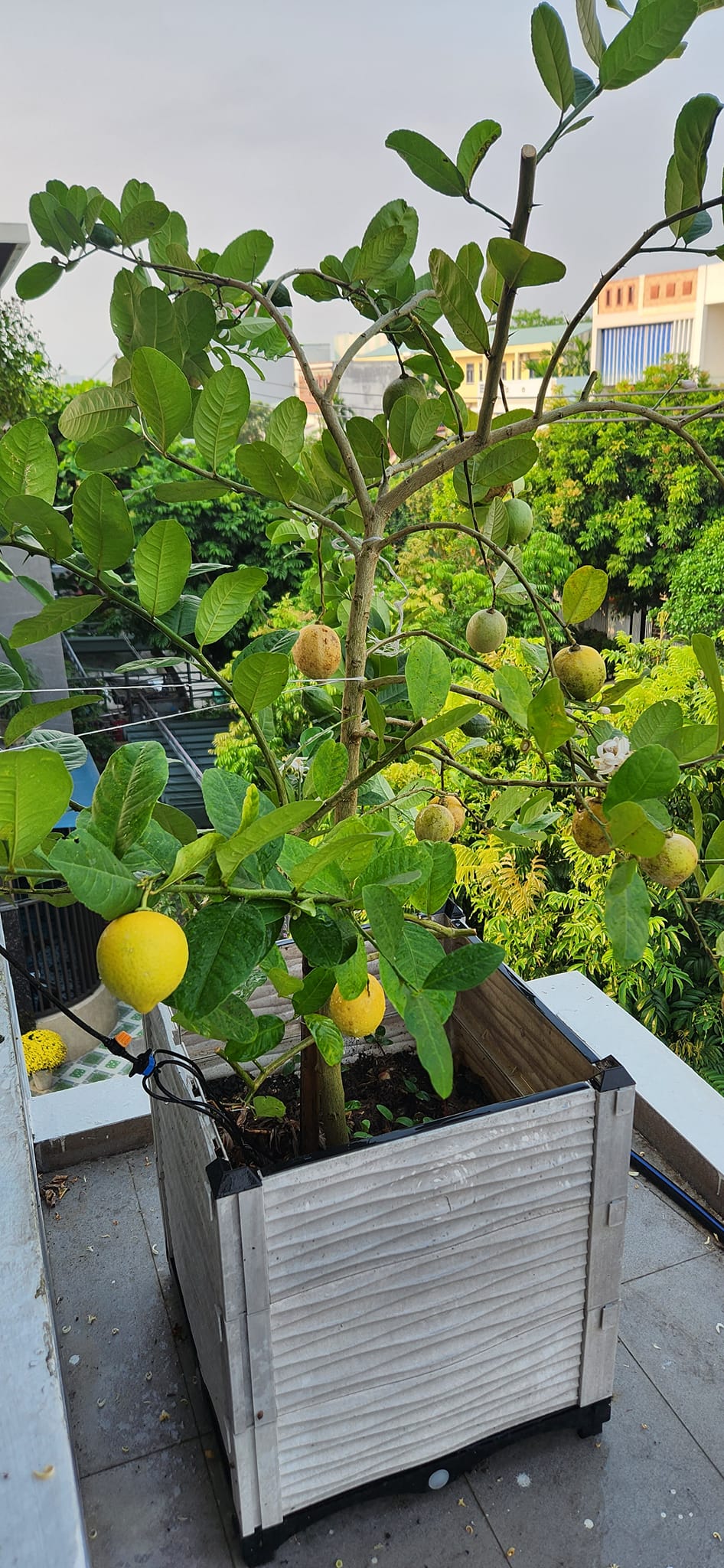 Mẹ đảm mê trồng cây sân thượng: Rau củ ăn quanh năm không hết phải mang tặng, vườn đẹp đến nỗi đồng nghiệp lẫn học sinh mầm non đến check-in-18