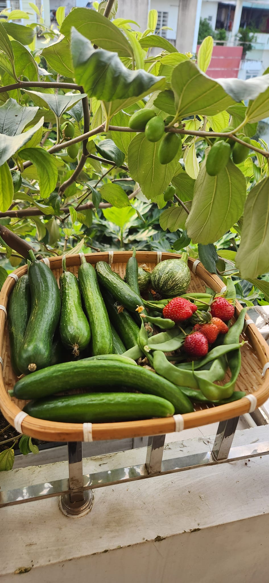 Mẹ đảm mê trồng cây sân thượng: Rau củ ăn quanh năm không hết phải mang tặng, vườn đẹp đến nỗi đồng nghiệp lẫn học sinh mầm non đến check-in-27