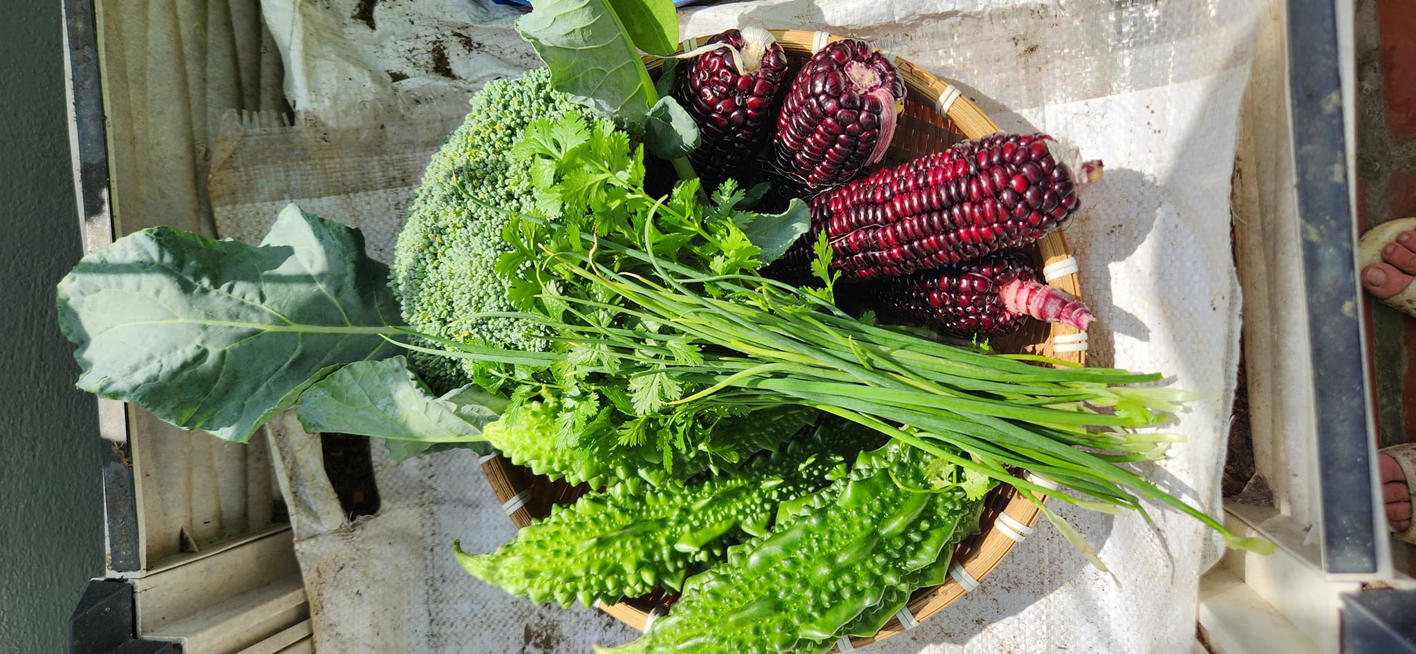 Mẹ đảm mê trồng cây sân thượng: Rau củ ăn quanh năm không hết phải mang tặng, vườn đẹp đến nỗi đồng nghiệp lẫn học sinh mầm non đến check-in-32