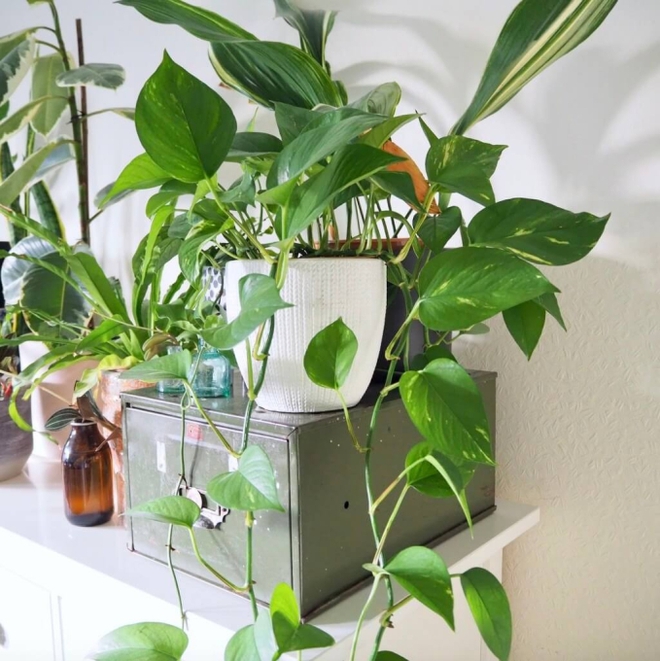 Người thông minh bí mật trồng 6 cây cảnh trong nhà: Vừa gia tăng vận khí lại biết nuốt bụi bẩn, làm đẹp không gian-1