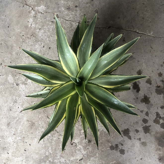 Người thông minh bí mật trồng 6 cây cảnh trong nhà: Vừa gia tăng vận khí lại biết nuốt bụi bẩn, làm đẹp không gian-3