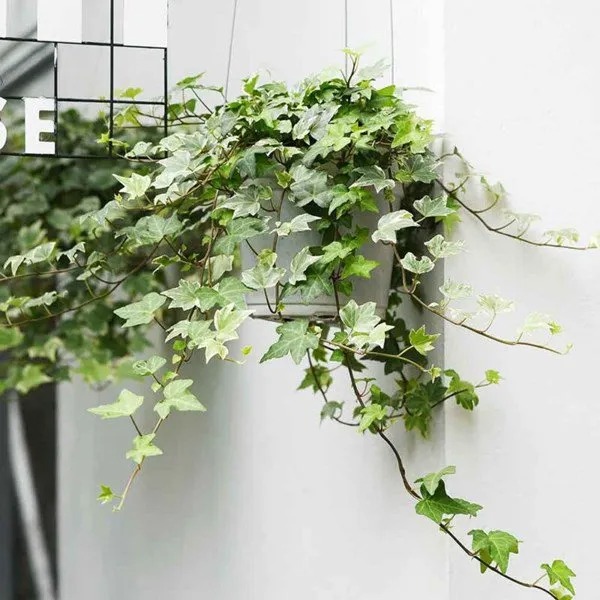 Người thông minh bí mật trồng 6 cây cảnh trong nhà: Vừa gia tăng vận khí lại biết nuốt bụi bẩn, làm đẹp không gian-4