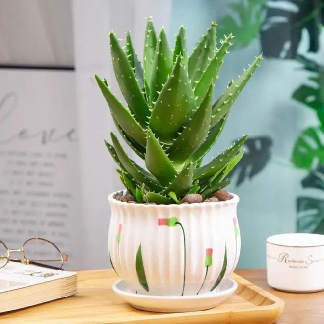 Người thông minh bí mật trồng 6 cây cảnh trong nhà: Vừa gia tăng vận khí lại biết nuốt bụi bẩn, làm đẹp không gian-6