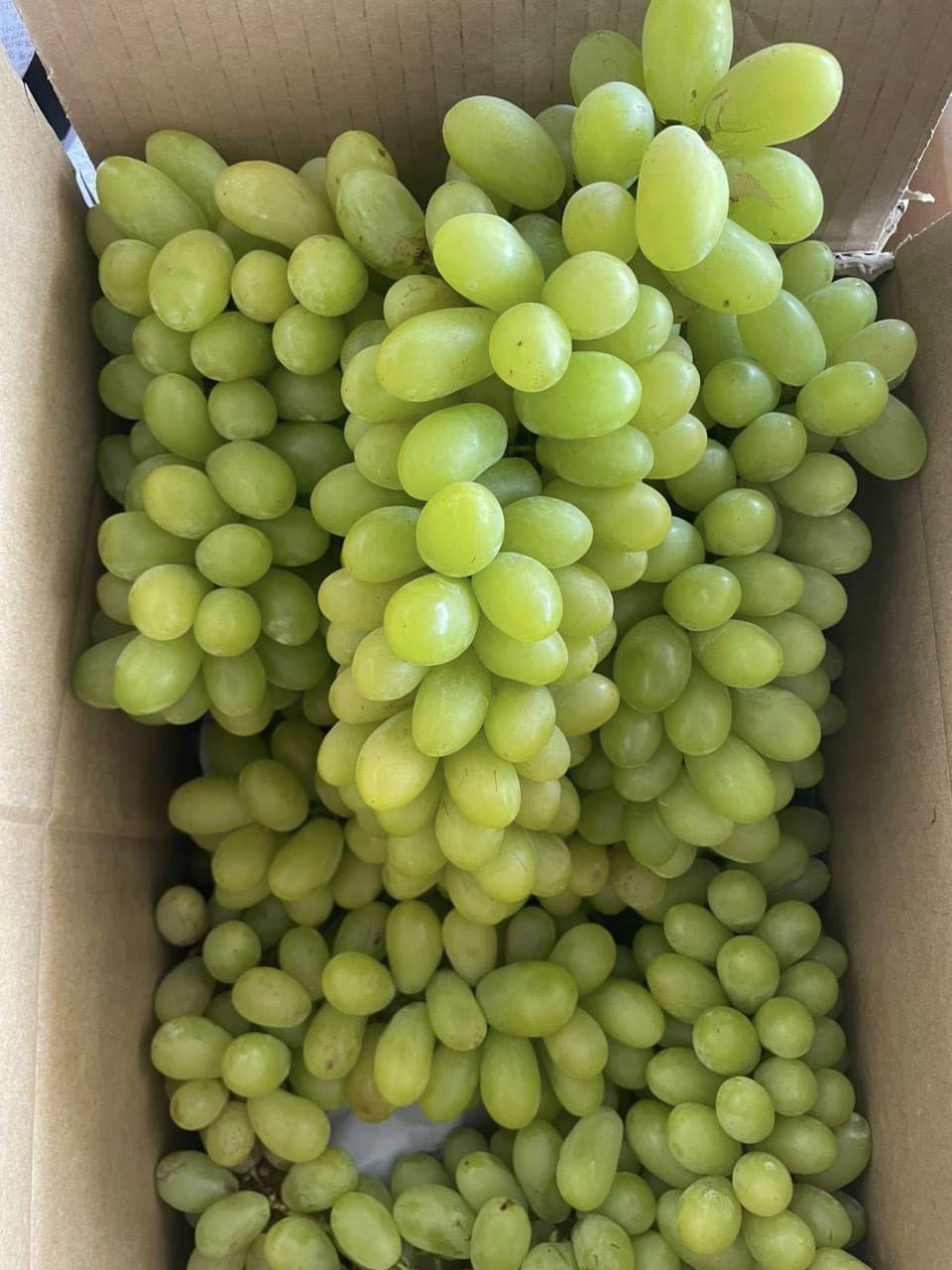 Giá nho Ninh Thuận giảm sâu, nguyên nhân thực sự là gì?-1