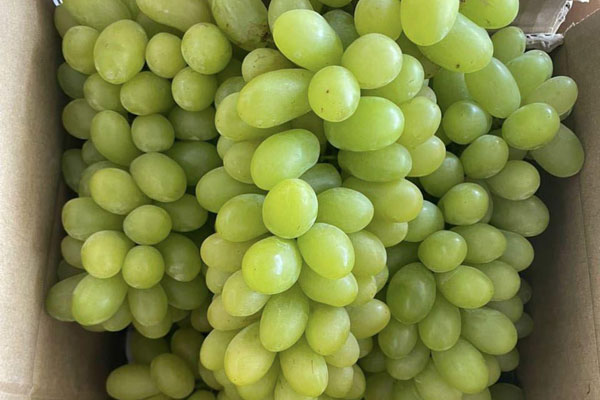 Loại quả nhìn như mít non, từ Nam ra Bắc thành đặc sản, bán ngày cả tạ-7