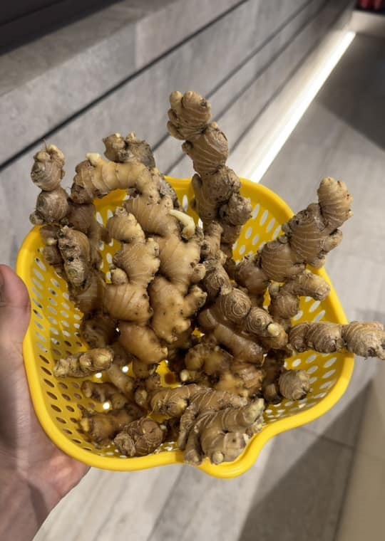 Mẹ con Diệp Bảo Ngọc thu hoạch rau trái hoành tráng trên khu vườn trên cao, ai cũng khen đã con mắt-5