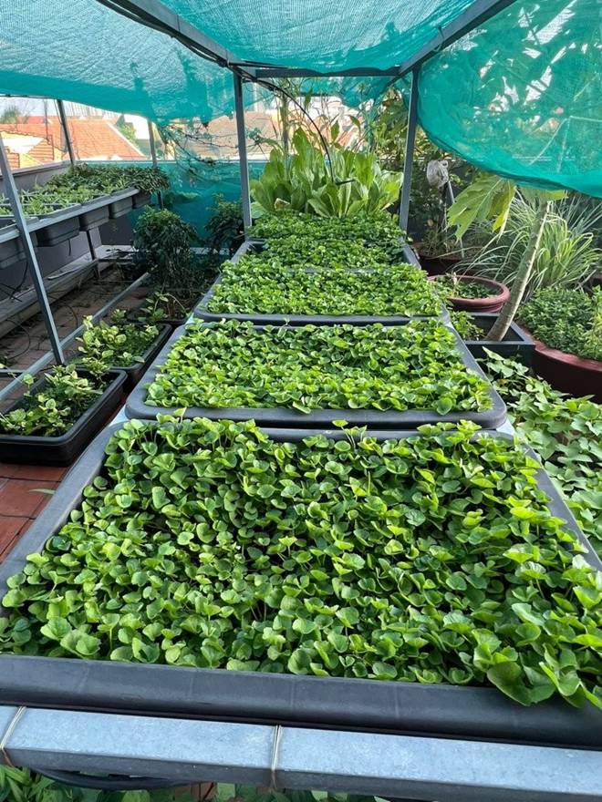 Mẹ con Diệp Bảo Ngọc thu hoạch rau trái hoành tráng trên khu vườn trên cao, ai cũng khen đã con mắt-7