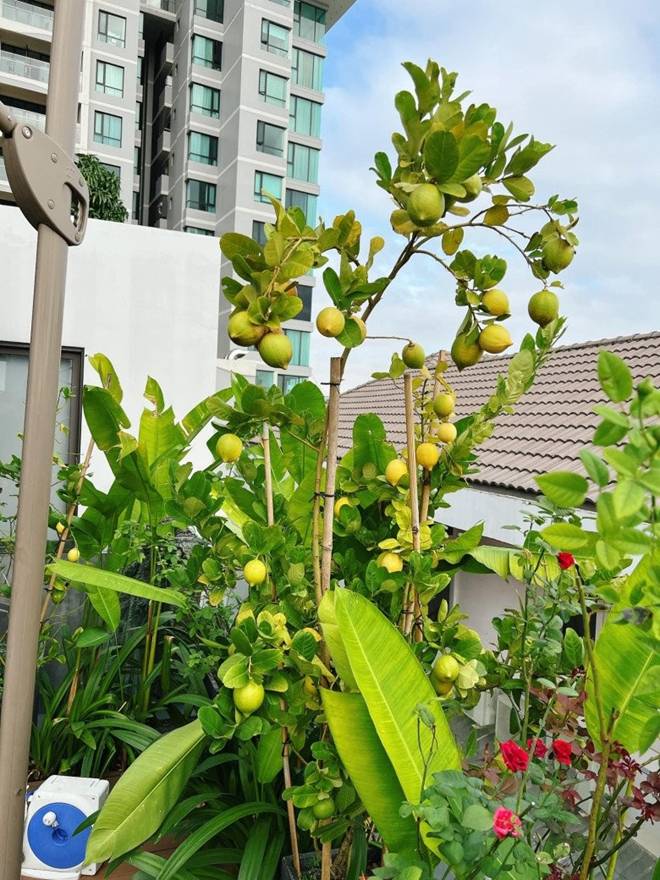 Mẹ con Diệp Bảo Ngọc thu hoạch rau trái hoành tráng trên khu vườn trên cao, ai cũng khen đã con mắt-8