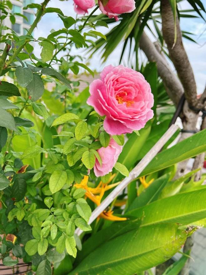 Mẹ con Diệp Bảo Ngọc thu hoạch rau trái hoành tráng trên khu vườn trên cao, ai cũng khen đã con mắt-9