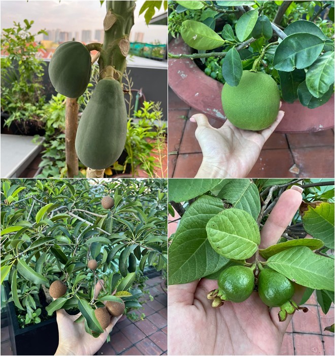 Mẹ con Diệp Bảo Ngọc thu hoạch rau trái hoành tráng trên khu vườn trên cao, ai cũng khen đã con mắt-10