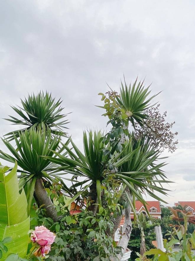 Mẹ con Diệp Bảo Ngọc thu hoạch rau trái hoành tráng trên khu vườn trên cao, ai cũng khen đã con mắt-16