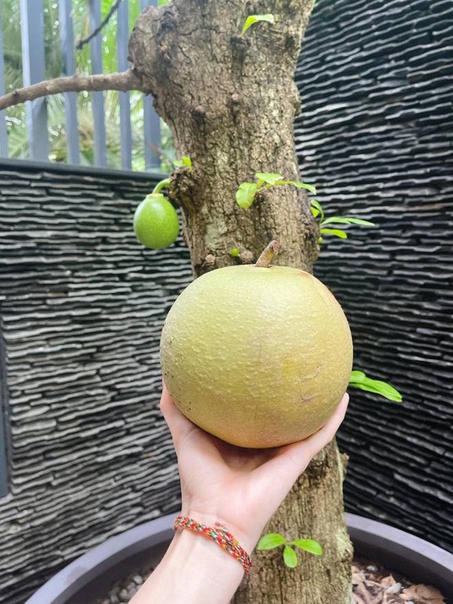 Mẹ con Diệp Bảo Ngọc thu hoạch rau trái hoành tráng trên khu vườn trên cao, ai cũng khen đã con mắt-17