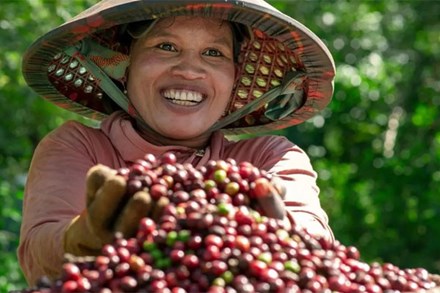 Giá cà phê trên đỉnh cao lịch sử, nông dân thu tiền tỷ, tậu ô tô