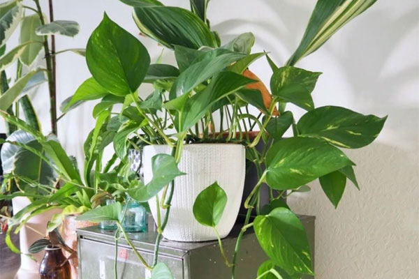 Cây cảnh nhỏ nhắn và quyến rũ, vẻ đẹp của tình yêu vĩnh cửu, tạo năng lượng tích cực cho gia đình-2