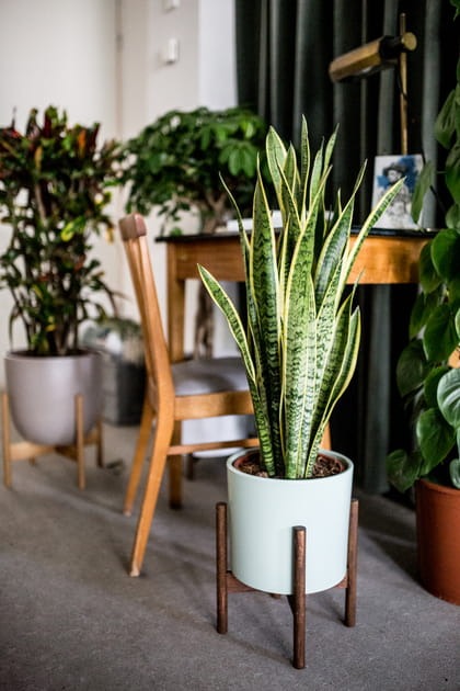 6 cây cảnh lọc khí, tài lộc cho ngôi nhà bạn-5