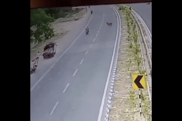 Linh dương lao qua đường cao tốc húc người đàn ông đi xe máy tử vong
