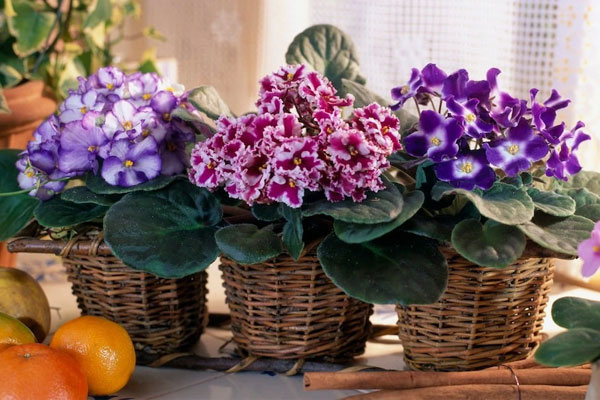 Cây cảnh nhỏ nhắn và quyến rũ, vẻ đẹp của tình yêu vĩnh cửu, tạo năng lượng tích cực cho gia đình-1