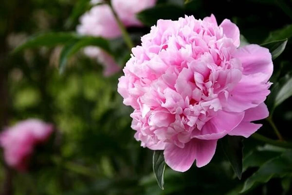 Cuối tháng 4, 3 con giáp có chí thì nên, chuyển vận thành công, phúc lộc đầy nhà-1