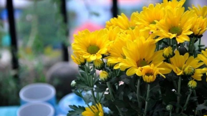 Vì sao hoa cúc lại hay được chọn để dâng cúng?-1