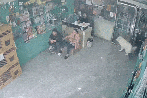 Clip: Nhấn ga quá mạnh, nữ tài xế lao ô tô vào cửa hàng thú cưng