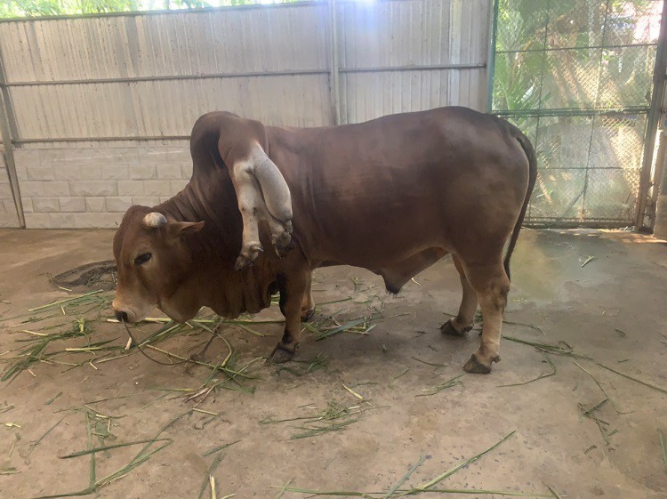 Con bò độc nhất vô nhị” ở Thanh Hóa, được trả gần 6 tỷ đồng nhưng chủ nhân không bán-1
