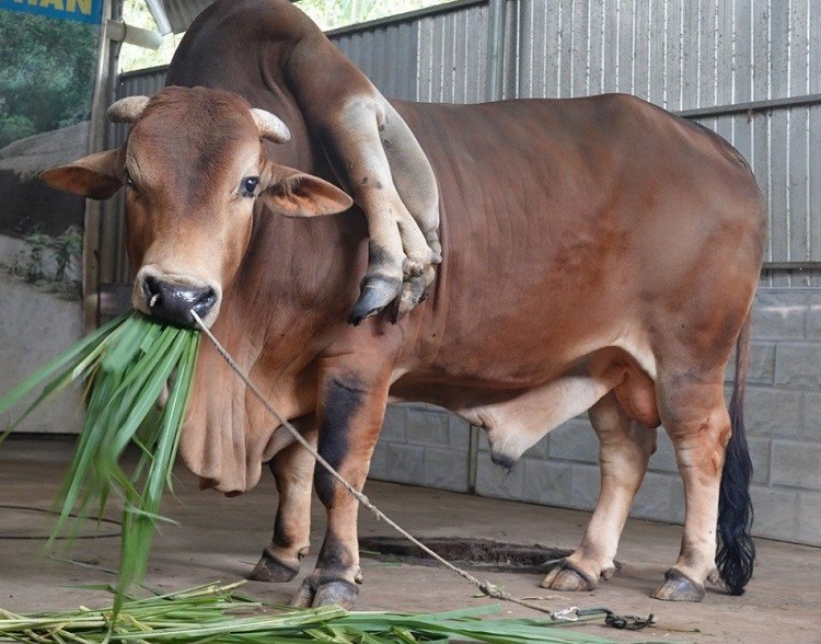 Con bò độc nhất vô nhị” ở Thanh Hóa, được trả gần 6 tỷ đồng nhưng chủ nhân không bán-2