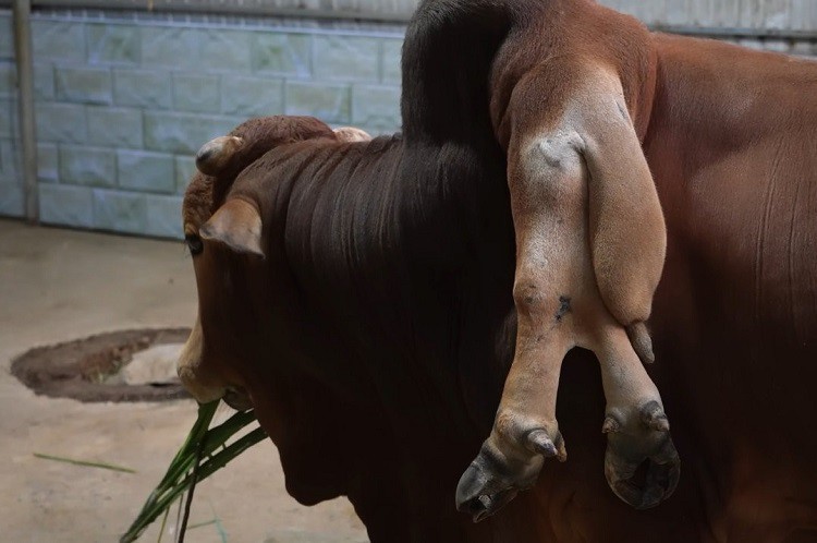 Con bò độc nhất vô nhị” ở Thanh Hóa, được trả gần 6 tỷ đồng nhưng chủ nhân không bán-3