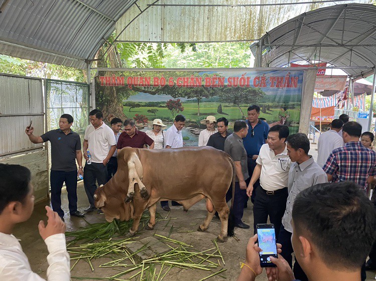 Con bò độc nhất vô nhị” ở Thanh Hóa, được trả gần 6 tỷ đồng nhưng chủ nhân không bán-4