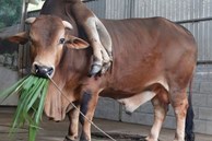Con bò “độc nhất vô nhị” ở Thanh Hóa, được trả gần 6 tỷ đồng nhưng chủ nhân không bán