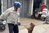 Chó chết sau khi cắn chủ nhà, Đồng Nai ghi nhận ổ dịch dại thứ 8