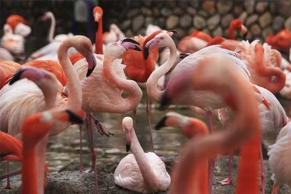 Sát hại 10 con hồng hạc vì cảm thấy bị nhìn đểu-1