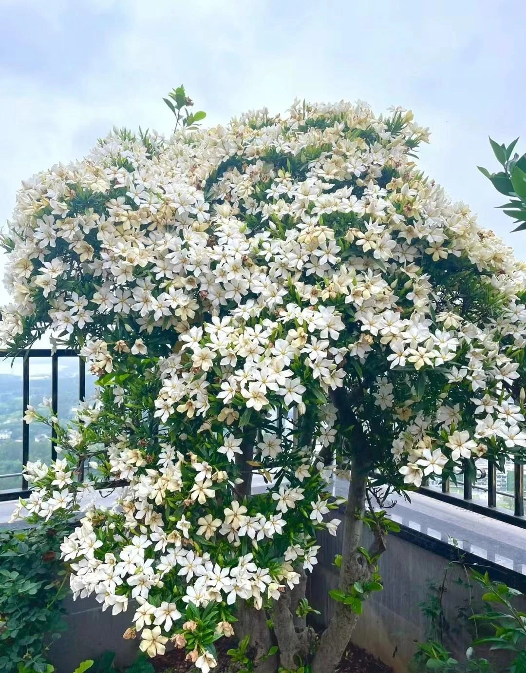 Nhà giàu thích trồng 5 cây cảnh phong thủy có hương hoa cực phẩm, giúp thu hút may mắn, tài lộc-4
