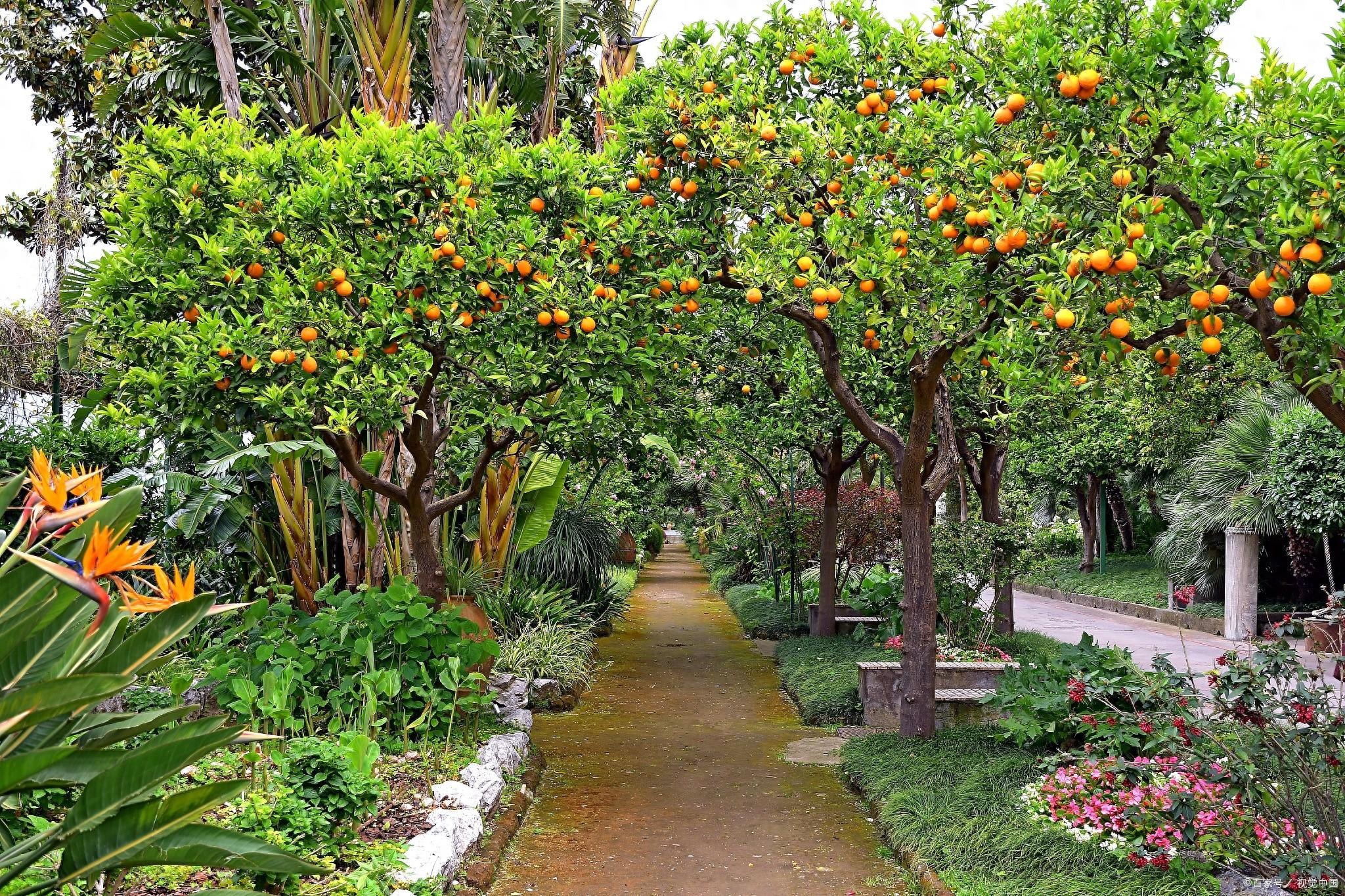 Nhà giàu thích trồng 5 cây cảnh phong thủy có hương hoa cực phẩm, giúp thu hút may mắn, tài lộc-6