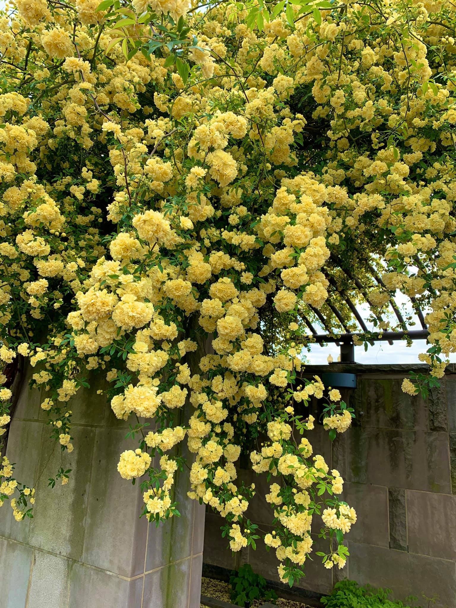 Nhà giàu thích trồng 5 cây cảnh phong thủy có hương hoa cực phẩm, giúp thu hút may mắn, tài lộc-10