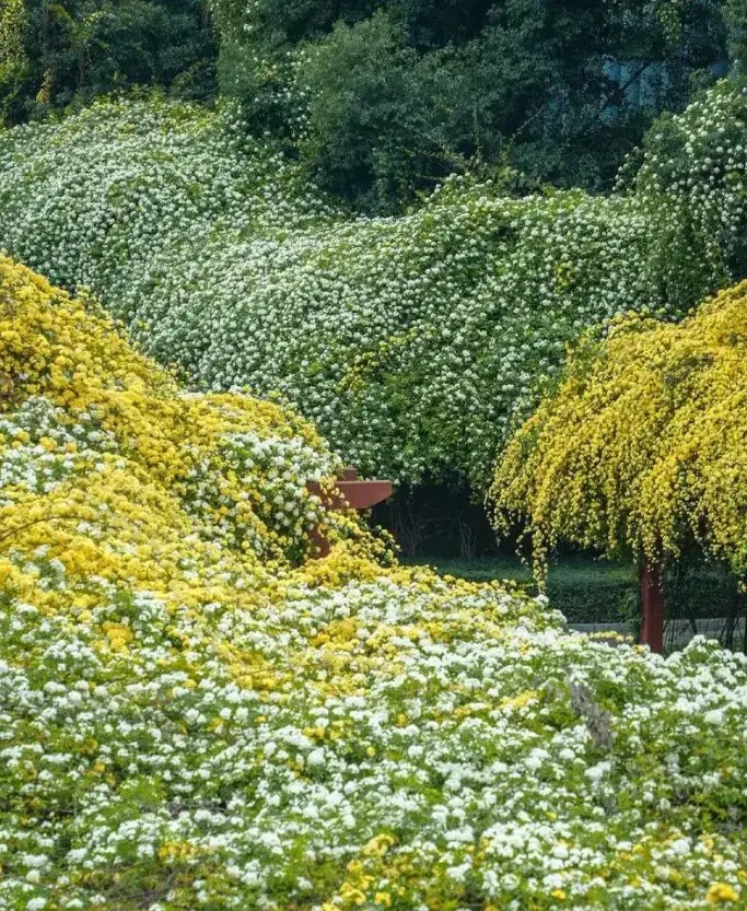 Nhà giàu thích trồng 5 cây cảnh phong thủy có hương hoa cực phẩm, giúp thu hút may mắn, tài lộc-11