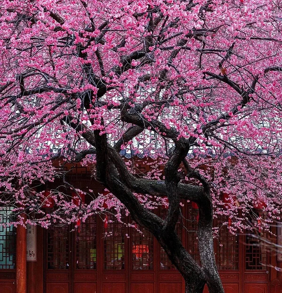 Người xưa nói: Trước cửa có cây tốt, quý nhân tới giúp đỡ, gia đình giàu có thích trồng-1