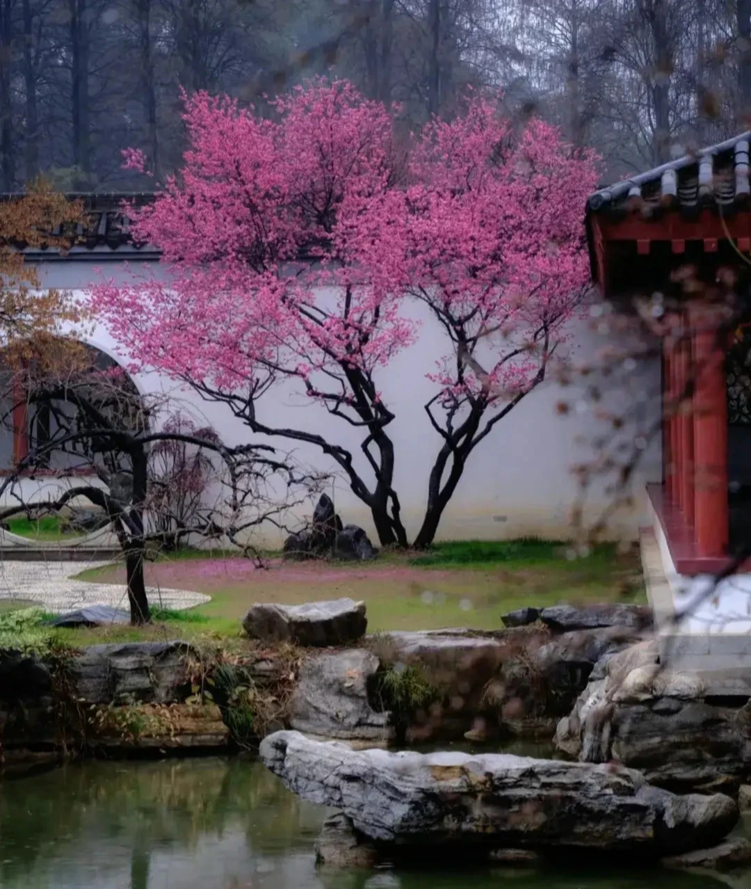 Người xưa nói: Trước cửa có cây tốt, quý nhân tới giúp đỡ, gia đình giàu có thích trồng-3